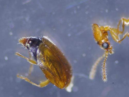 Réf. 348 900 : Eusphalerum pallens